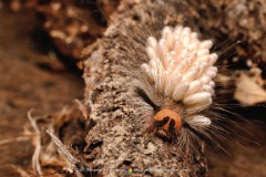 Host  A worm acts as an unfortunate host for a wasps egss. Oncve hatched the larvae begin to feed on the worm which eventually will die. : worm, host, wasp