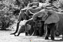 Thirsty Family  A family of Ellies get their fill at the end of the day. Chobe, BW. : elephant art, family, drinking, botswana, black, white, fineart, monochrome, chobe, bw