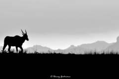 Qing's Trek  An impressive Eland, spirit king of the SAN, heads toward the majestic Central Drakensberg mountains, KZN. : drakensberg, black, white, landscape, cepuscular, rays, sunlight, monochrome, spioenkop, dam, south, africa