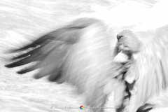 Drying Time  A Hammerkop sheds water from his wings whilst fishing a river. : hammerkop, bird, river, water, dry, black, white, fineart, monochrome, harvey, grohmann, wildlife