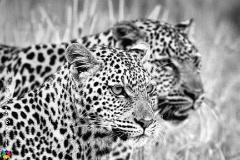 Mom and Son  Family Outing. The Fishing Leopards, Chobe, BW. : leopard, art, family, black, white, fineart, monochrome, fishing, chobe, bw, botswana