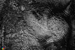 Oil Slick  An African Elephant caked in dark mud to fend of parasites and protect against the sun. Chobe, BW. : elephant art, black, white, mud, bath, fineart, monochrome, chobe, bw, botswana