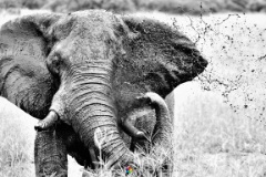 Trunk Call  An African Elephant sprays himself with mud to suffocate parasites and afford som relief from the Botswana sun. Chobe, BW. : elephant art, black, white, mud, bath, fineart, monochrome, wildlife, chobe, bw, botswana