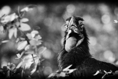 Tree Bound  Southern Ground Hornbill in a Mopani tree. Khwai, Moremi, BW. : ground, hornbill, tree, southern, monochrome, botswana, khwai, moremi, bw