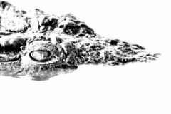 Modern Day Dinosaur  A Nile Crocodile has patience  and stealth on its side. Skukuza, KNP, South Africa. : black, crocodile, evil, eye, fineart, monochrome, nile, water, white, submerged, river