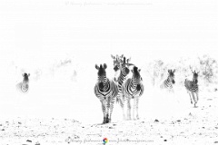 The 4 Amigos  Four adult Zebra and three foals  emerge from the dust as they walk daily to the Mooiplaas (Water) Pan, S50, Mopani Rest Camp, Kruger National Park, South Africa. : zebra art, photography, harvey, grohmann, wildlife, black, white, fineart, kruger, national, park, south, africa, knp, monochrome