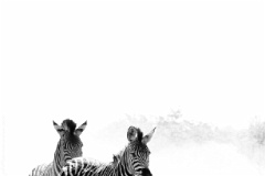 Yikes  Yikes! A foal takes off vertically ahead of Mom.  Mooiplaas (Water) Pan, S50, Mopani Rest Camp, Kruger National Park, South Africa. : zebra art, photography, harvey, grohmann, wildlife, black, white, fineart, monochrome