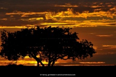 Satara Sunrise  Early risers witness the most superb morning light displays in the Kruger Nat. Park, Mpumalanga, South Africa. | Sigma 120-300mm f/2.8 EX DG APO OS HSM : wildlife, knp, satara, kruger, sunrise, sanparks