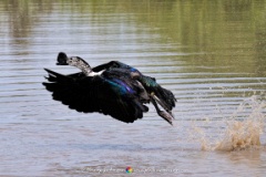 Burst of fright  A Knob-billed Duck loses it's nerve and takes flight. Savute Swamp, Okavango Delta, Botswana. | Sigma 120-300mm f/2.8 EX DG APO OS HSM with 2.0x TeleConverter : bif, bird, duck, knob-billed, duck, flight, water