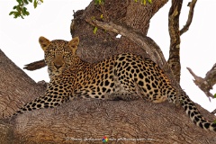 Welcome rest  A Leopard takes a break after a morning hunt of Impala. Allways in the shade, a little flash added to get a bit more detail. Mochaba Camp, Khwai Concession, near the Moremi, Okavango Delta, Botswana. : leopard, tree, okavango