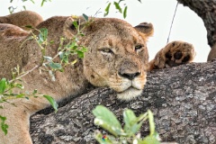 What a lion does best  A (f) member of the tree climbing Vurhami pride takes a nap in an unlikely spot. Lower Sabie, Kruger Nat. Park, South Africa. : Vurhami Pride, KNP, Kruger, lion, tree, climbing