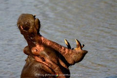 Killer Teeth  Harry the Hippo showing his rather grumpy disposition. We visited him every morning and on the third day he put on quite a show. Pilanesberg Reserve, North West, South Africa. : Pilanesburg, Wildlife, Hippo, water, sign, threat, mouth, gape